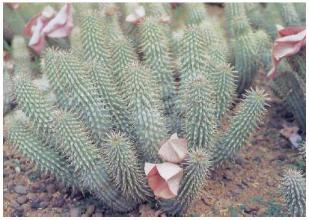 Lose weight fast with Hoodia